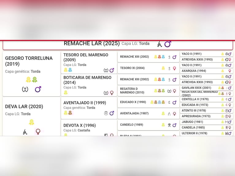 PRE Stallion Foal (02/2025) 14,2 hh in Mieres