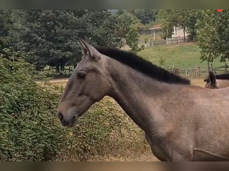 PRE Stallion Foal (02/2025) 14,2 hh in Mieres
