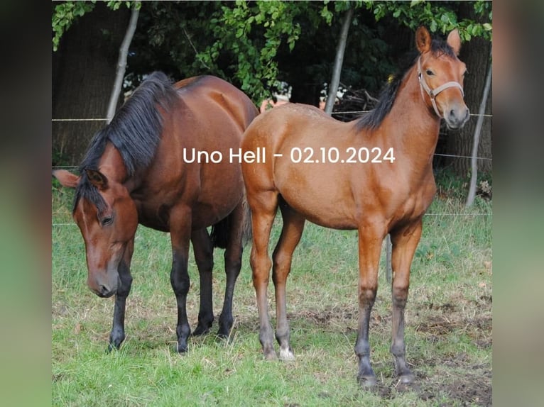 PRE Mix Stallion Foal (04/2024) 15,2 hh Brown in Himmelpforten