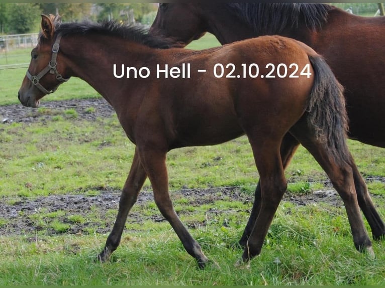 PRE Mix Stallion Foal (04/2024) 15,2 hh Brown in Himmelpforten