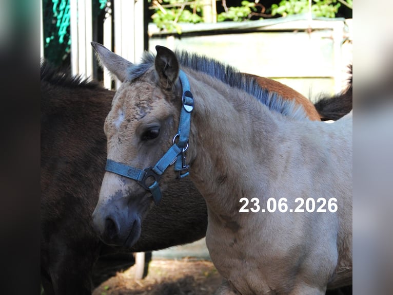 PRE Stallion Foal (01/2026) 15.2 hh Buckskin in Himmelpforten
