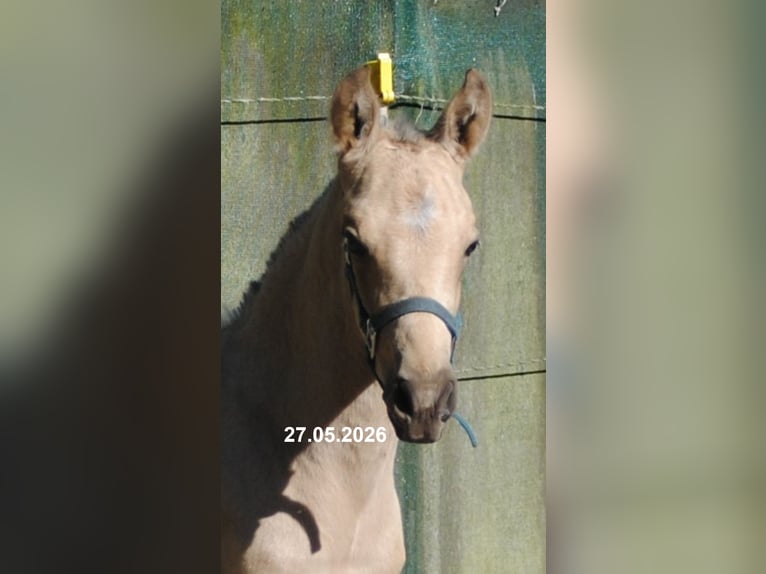 PRE Stallion Foal (01/2026) 15.2 hh Buckskin in Himmelpforten