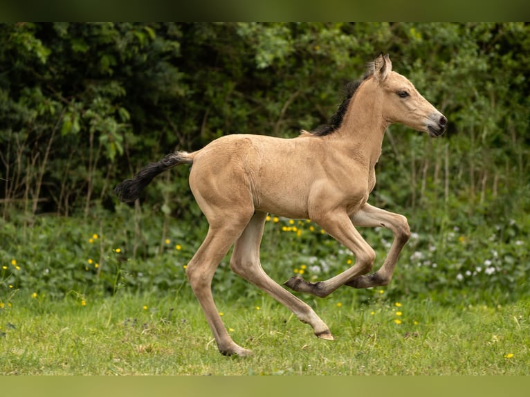 PRE Stallion Foal (04/2026) 15.2 hh Buckskin in Feuchtwangen
