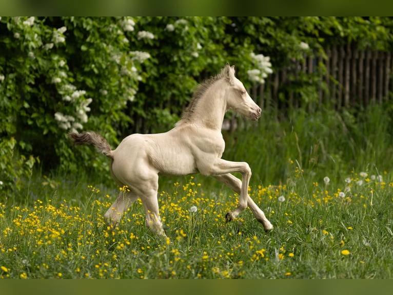 PRE Stallion Foal (04/2026) 15.2 hh Champagne in Feuchtwangen