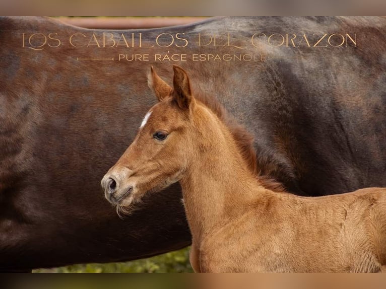 PRE Stallion Foal (04/2024) 15,2 hh Chestnut in Le coudray sur thelle