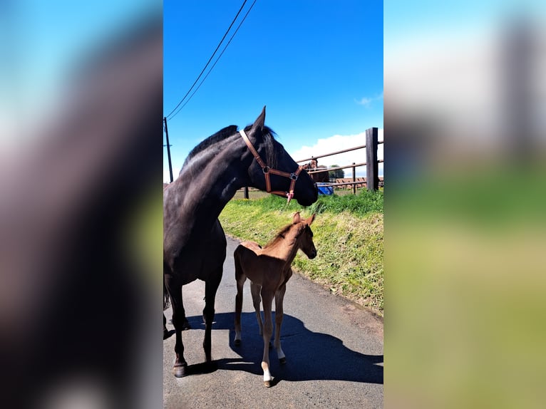 PRE Stallion Foal (04/2024) 15,2 hh Chestnut in Le coudray sur thelle