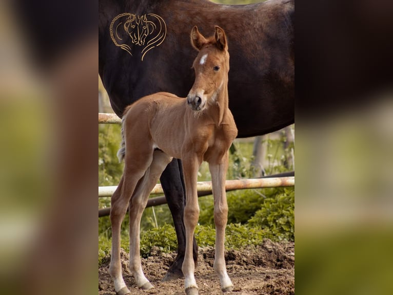 PRE Stallion Foal (04/2024) 15,2 hh Chestnut in Le coudray sur thelle