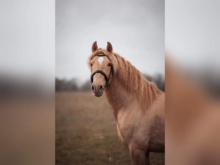 PRE Stallion Foal (04/2024) 15,2 hh Chestnut in Le coudray sur thelle