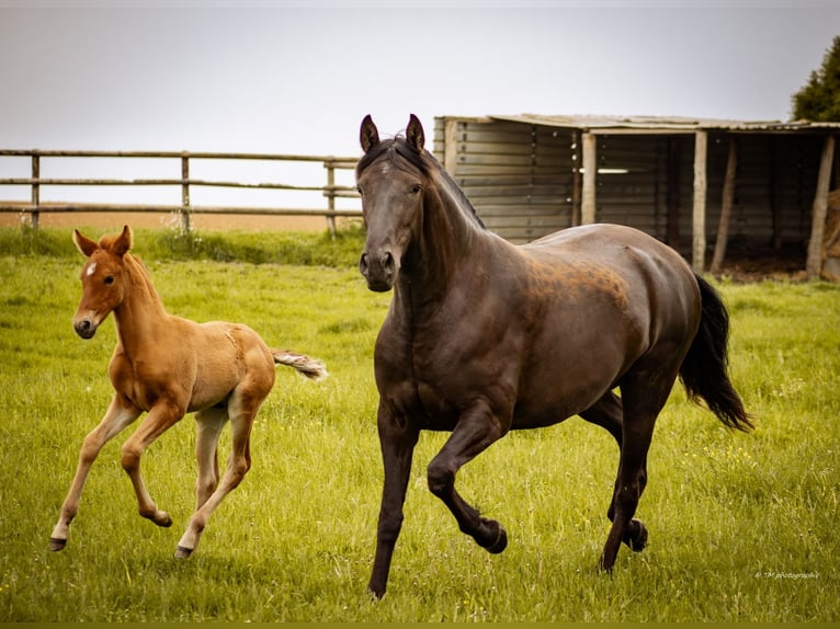 PRE Stallion Foal (04/2024) 15,2 hh Chestnut in Le coudray sur thelle