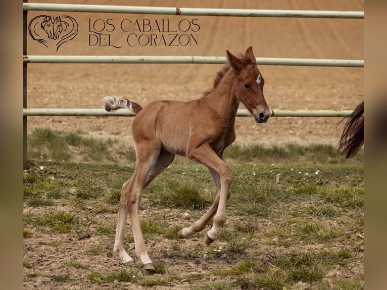 PRE Stallion Foal (04/2024) 15,2 hh Chestnut-Red in Le coudray sur thelle