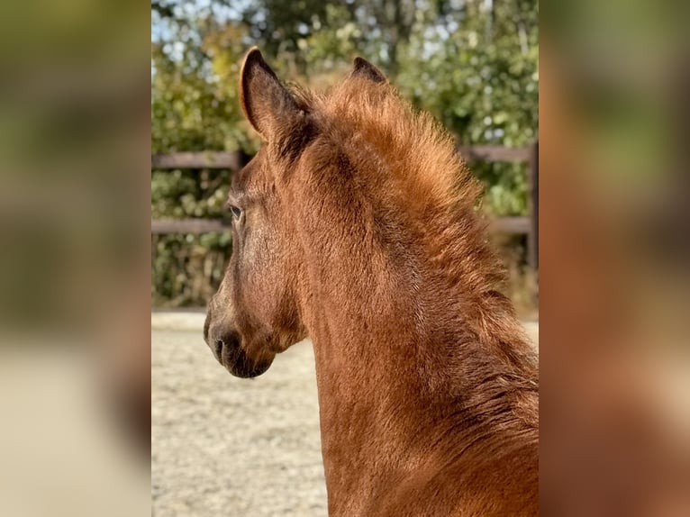 PRE Stallion Foal (07/2025) 15,2 hh Chestnut-Red in Stahnsdorf