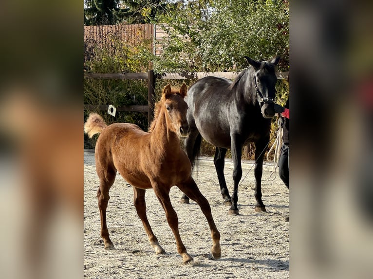 PRE Stallion Foal (07/2025) 15,2 hh Chestnut-Red in Stahnsdorf