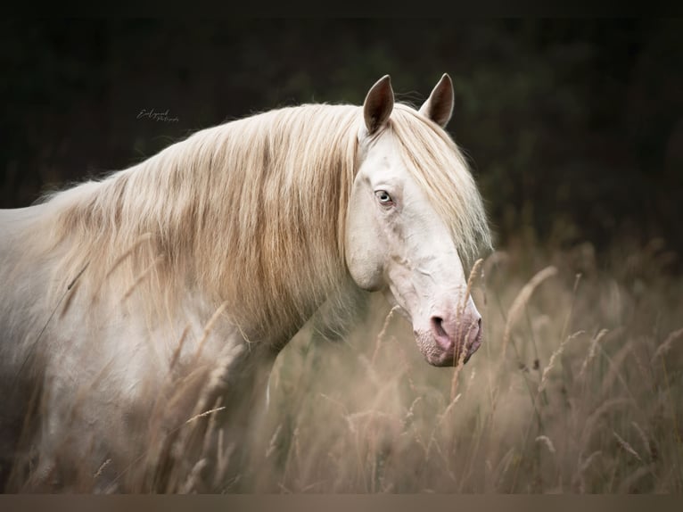 PRE Stallion Foal (03/2026) 15.3 hh Buckskin in Dochamps