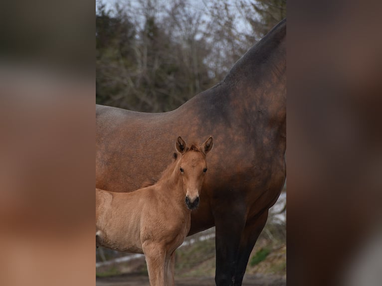 PRE Stallion Foal (03/2026) 15.3 hh Buckskin in Dochamps