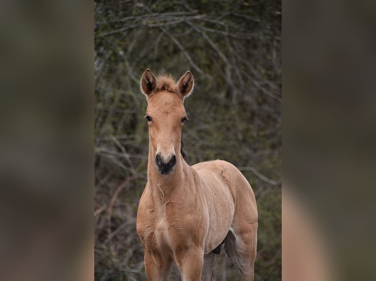 PRE Stallion Foal (03/2026) 15.3 hh Buckskin in Dochamps