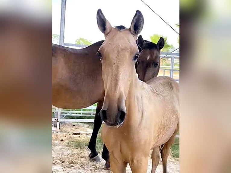 PRE Stallion Foal (04/2024) 15,3 hh Buckskin in Malaga