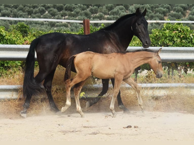 PRE Stallion Foal (05/2026) 15.3 hh  in Provinz Cordoba