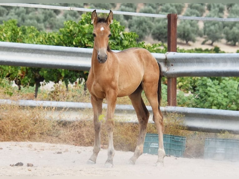 PRE Stallion Foal (05/2026) 15.3 hh  in Provinz Cordoba