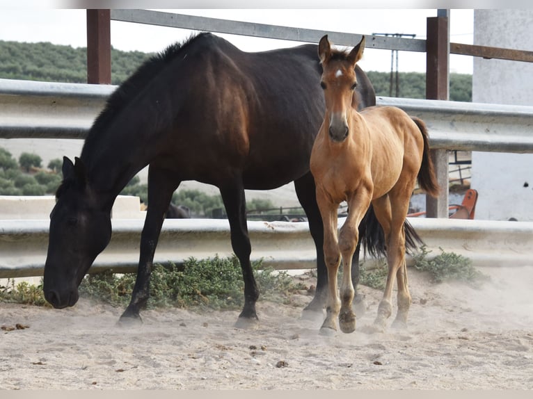 PRE Stallion Foal (05/2026) 15.3 hh  in Provinz Cordoba