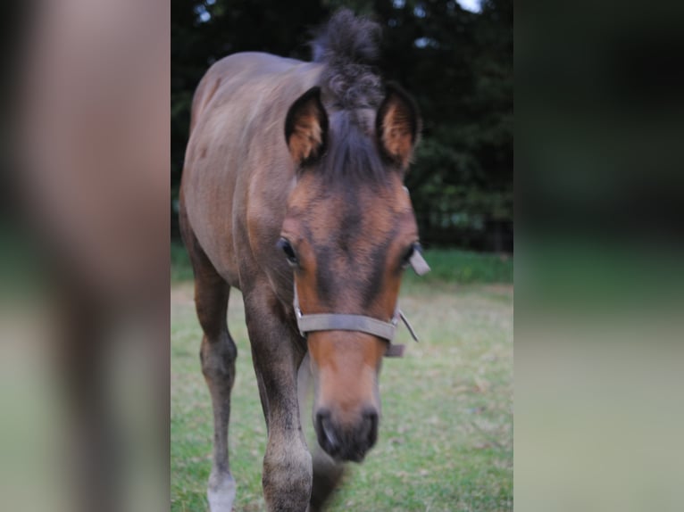 PRE Mix Stallion Foal (01/2025) 15,2 hh Brown in Himmelpforten