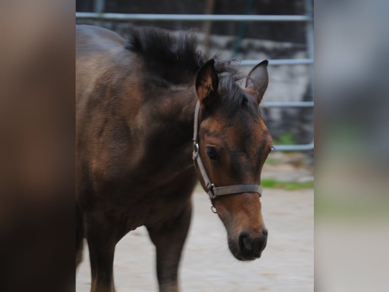 PRE Mix Stallion Foal (01/2025) 15,2 hh Brown in Himmelpforten