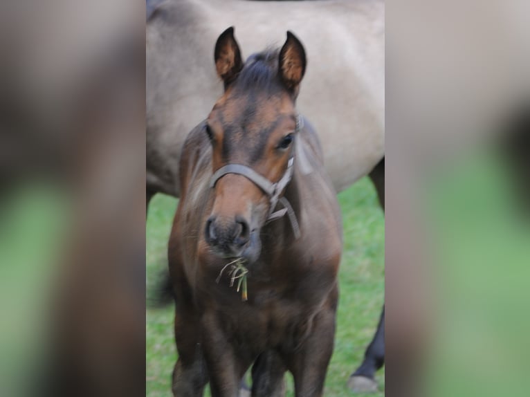 PRE Mix Stallion Foal (01/2025) 15,2 hh Brown in Himmelpforten