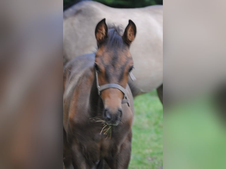 PRE Mix Stallion Foal (01/2025) 15,2 hh Brown in Himmelpforten