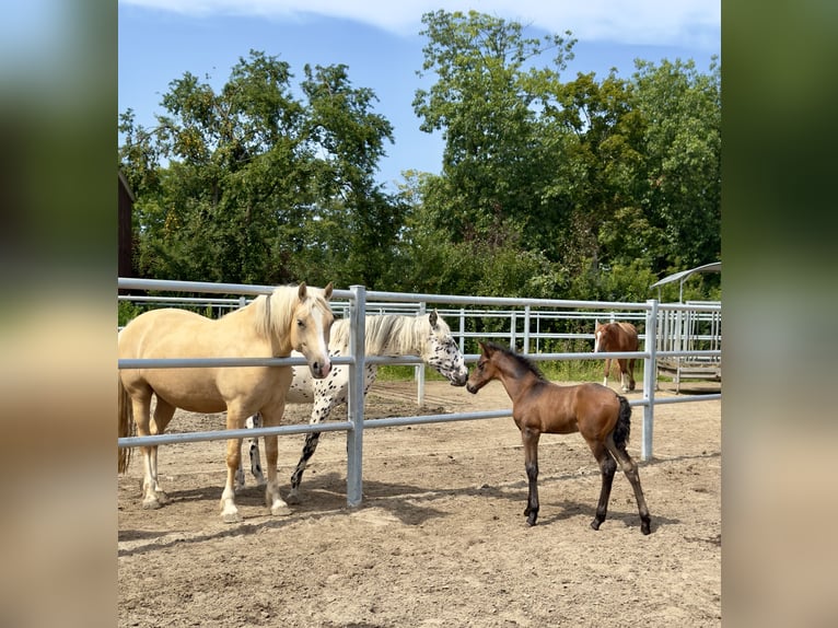 PRE Stallion Foal (08/2025) 15,2 hh Brown in Stahnsdorf