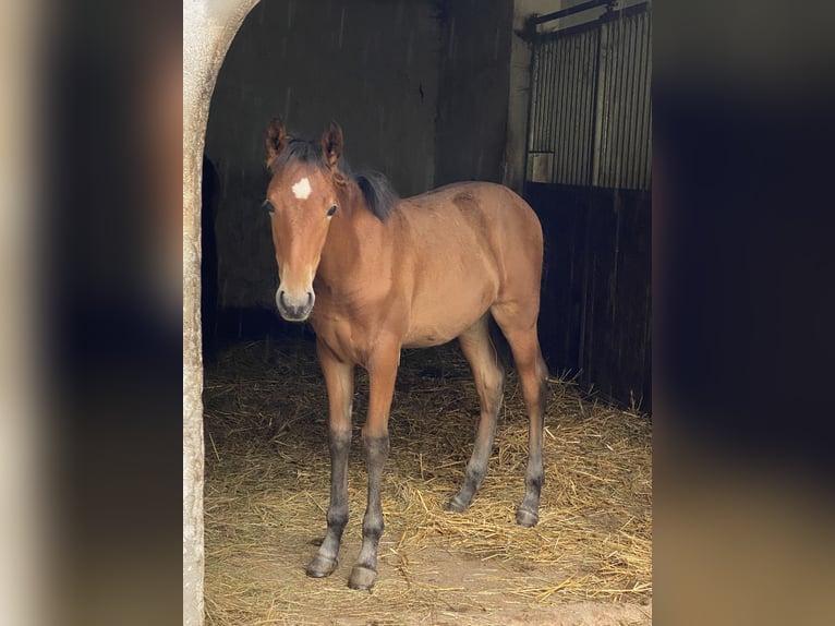 PRE Stallion Foal (04/2025) 15,2 hh Brown in Gottfrieding