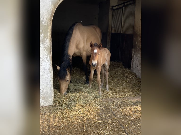 PRE Stallion  15,2 hh Brown in Gottfrieding