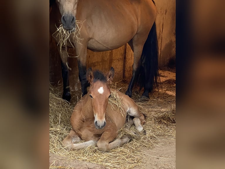 PRE Stallion Foal (04/2025) 15,2 hh Brown in Gottfrieding PRE Stallion Foal (04/2025) 15,2 hh Brown in Gottfrieding