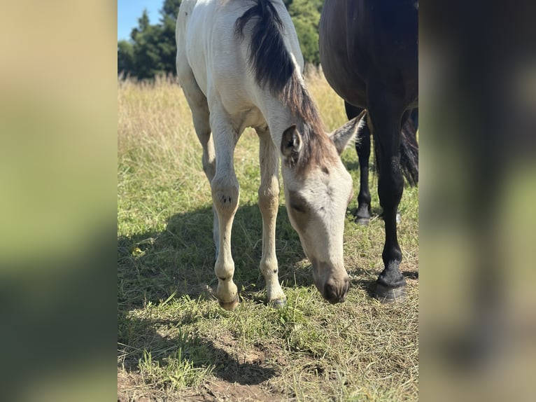 PRE Stallion Foal (03/2025) 15,2 hh Buckskin in Staufenberg