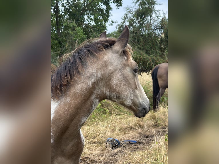 PRE Stallion Foal (03/2025) 15,2 hh Buckskin in Staufenberg