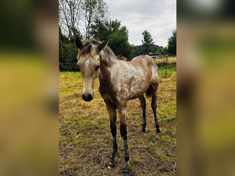 PRE Stallion Foal (03/2025) 15,2 hh Buckskin in Staufenberg