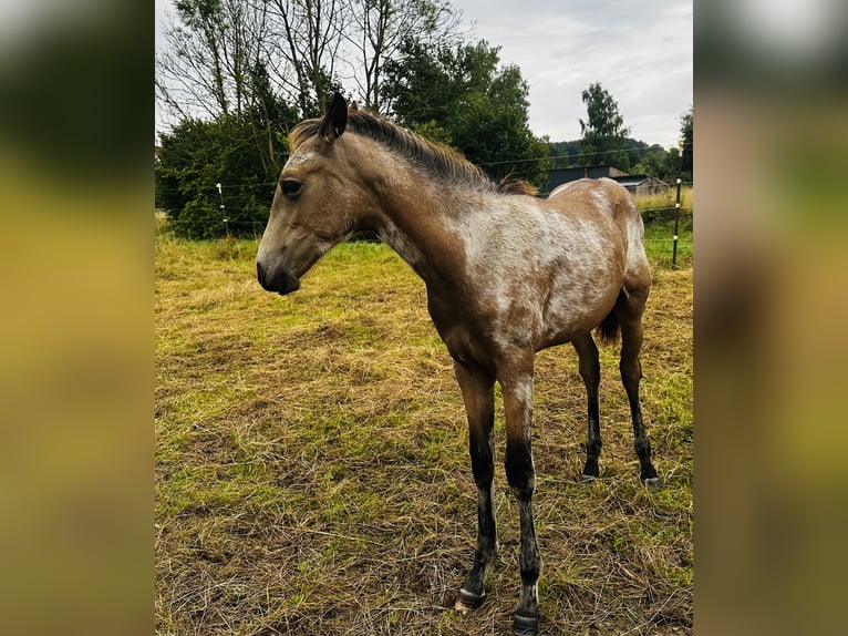 PRE Stallion Foal (03/2025) 15,2 hh Buckskin in Staufenberg