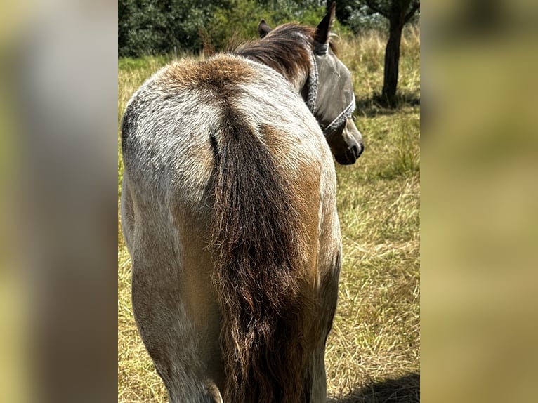 PRE Stallion Foal (03/2025) 15,2 hh Buckskin in Staufenberg