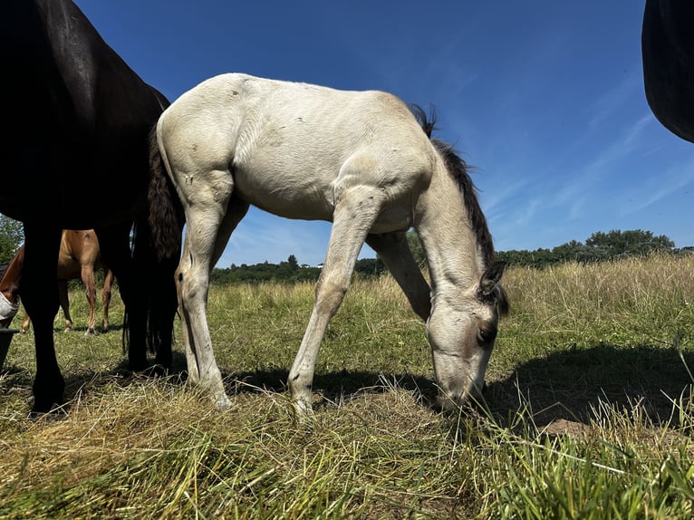 PRE Stallion Foal (03/2025) 15,2 hh Buckskin in Staufenberg