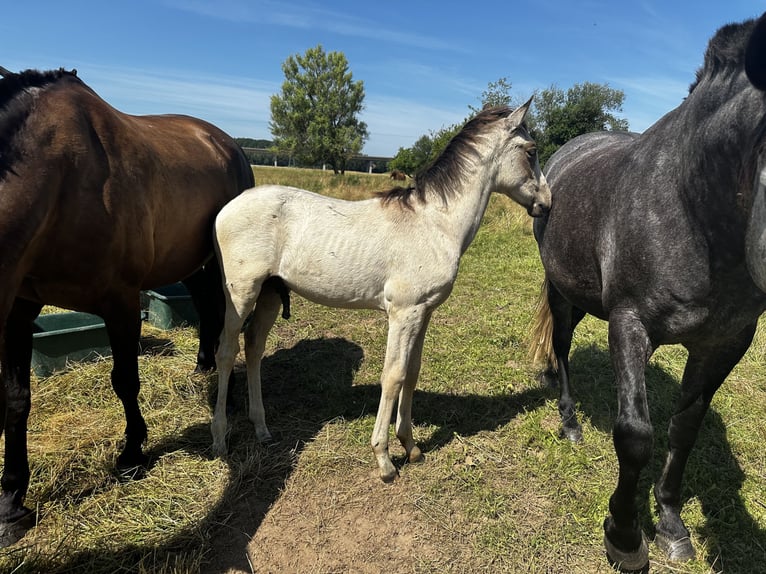 PRE Stallion Foal (03/2025) 15,2 hh Buckskin in Staufenberg