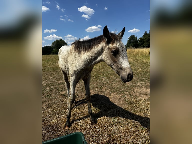 PRE Stallion Foal (03/2025) 15,2 hh Buckskin in Staufenberg