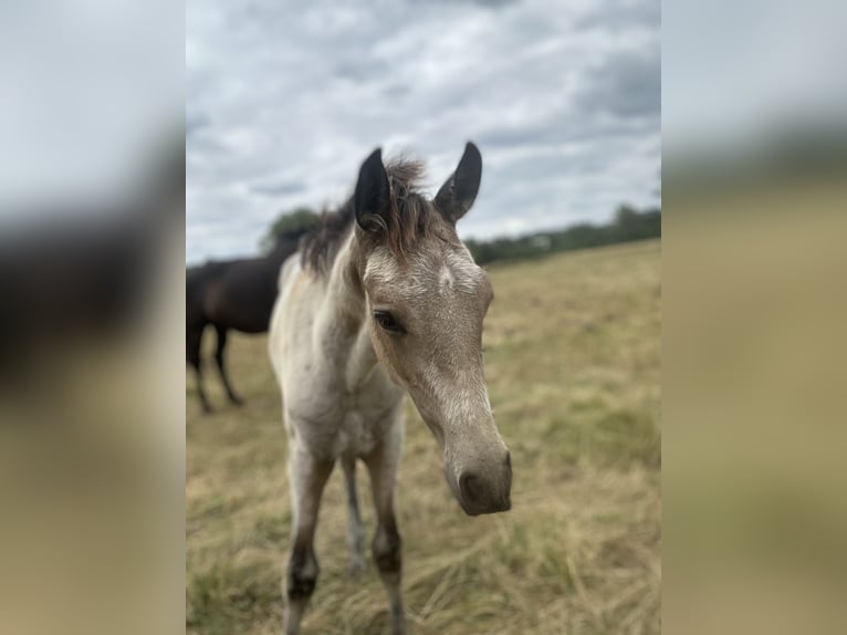 PRE Stallion Foal (03/2025) 15,2 hh Buckskin in Staufenberg