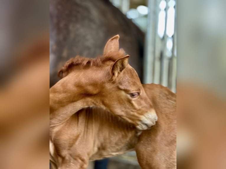 PRE Stallion Foal (07/2025) 15,2 hh Chestnut-Red in Stahnsdorf