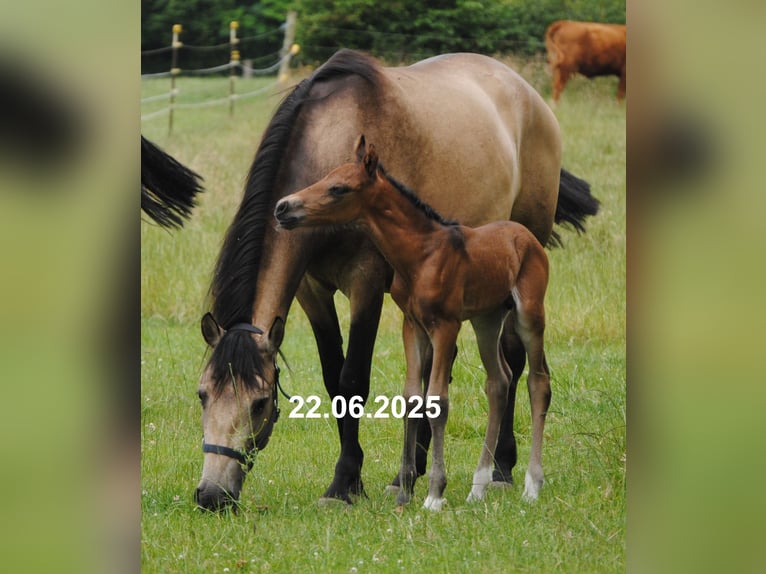 PRE Mix Stallion Foal (01/2025) 15,2 hh Pearl in Himmelpforten