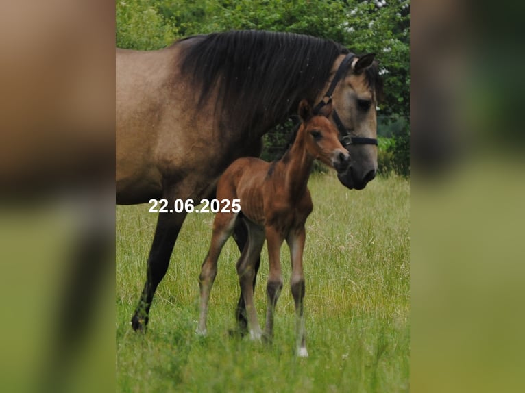 PRE Mix Stallion Foal (01/2025) 15,2 hh Pearl in Himmelpforten