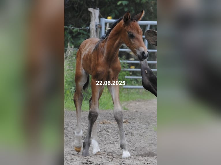 PRE Mix Stallion Foal (01/2025) 15,2 hh Pearl in Himmelpforten