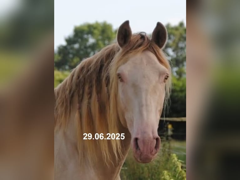 PRE Mix Stallion Foal (01/2025) 15,2 hh Pearl in Himmelpforten