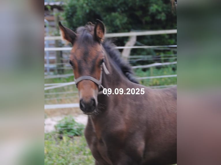 PRE Mix Stallion Foal (01/2025) 15,2 hh Pearl in Himmelpforten
