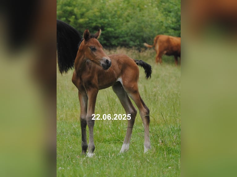 PRE Mix Stallion Foal (01/2025) 15,2 hh Pearl in Himmelpforten