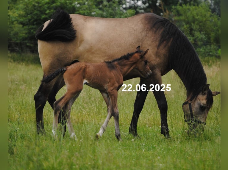 PRE Mix Stallion Foal (01/2025) 15,2 hh Pearl in Himmelpforten