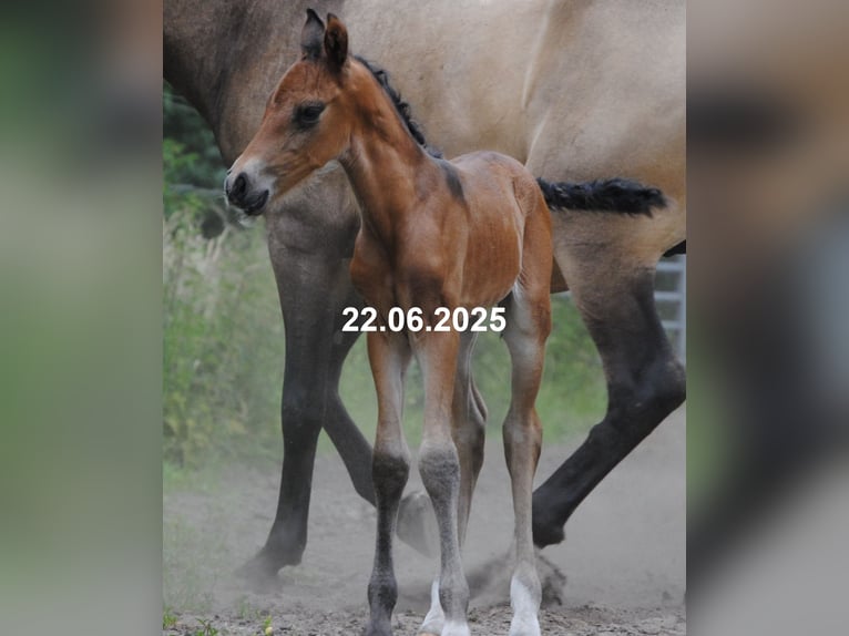 PRE Mix Stallion Foal (01/2025) 15,2 hh Pearl in Himmelpforten