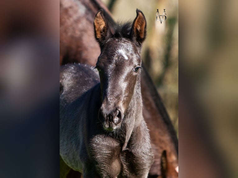 PRE Stallion Foal (03/2024) 16,1 hh Black in Deauville